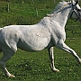 Hessisches_Warmblut 21 (6)